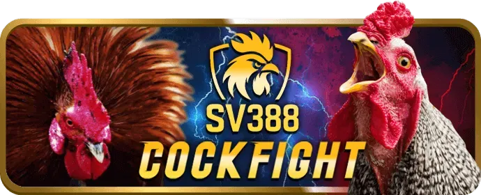 Quy trình thu thập dữ liệu của vn999 app
